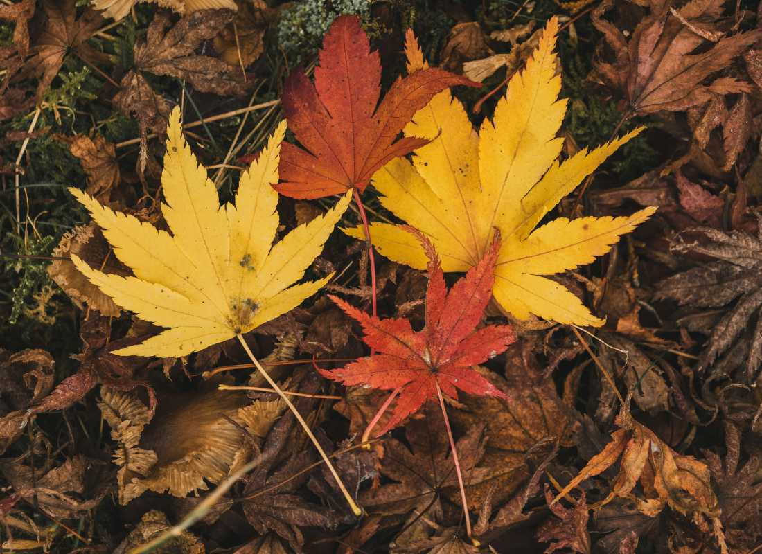 Autumn Leaves